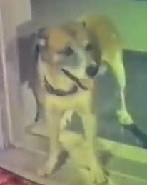 Bhairon [Dog]
